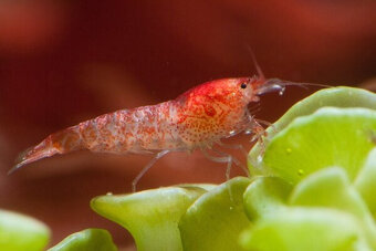 Halocaridina rubra - 2