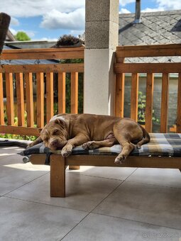 American bully XL - 2