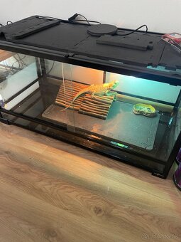 Terarium - 2
