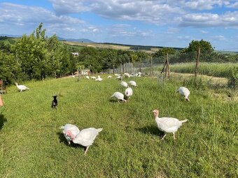 Predaj chalupy priamy predaj Sasinkovo - 2