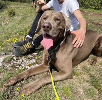 Weimarsky stavač-KRYTIE - 2