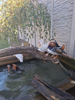 Mandarinske kacicky , kacky - 2