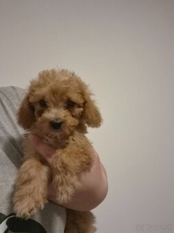 Pudlik toy fenka - 2