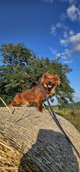 Jazvečík na krytie - 2