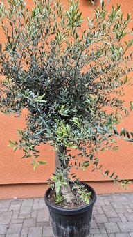 Predám olivovníky - 2