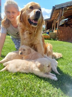 Zlatý retriever - 2