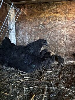 Kuriatka Ayam Cemani - 2