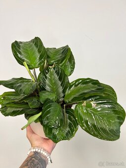 Maranta leuconeura ‘Silver Band’ - 2