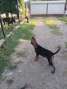 Šteniatka nemecký ovčiak - 2