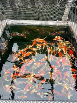 Predaj KOI kaprov KIKUSUI 12-15cm 18€ - 2