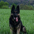 Nemecký ovčiak šteniatka - 2