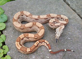 Boa imperator - Hypo Arabesque Keltic het Sharp Albino - 2