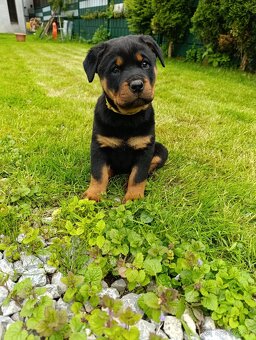 Rotvajler, Rottweiler, RTW - 2
