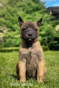 Belgický ovčiak Malinois ,,G” vrh - 2