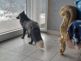 Líška strieborná. - 2