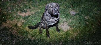 Fenka cane corso x stredoázijský ovčiak - 2