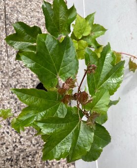 Pavinic trojlalocny Veitchii - 2