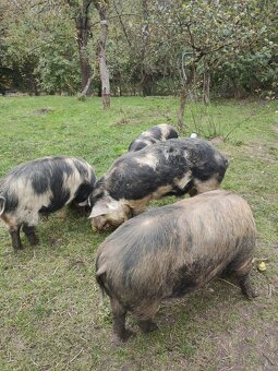 Kune kune - 2