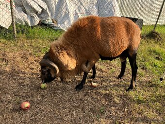 Predam kamerunskeho barana - 2