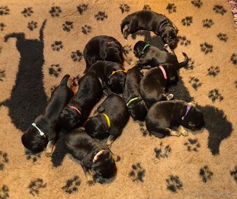 Nemecký ovčiak šteniatka - 2