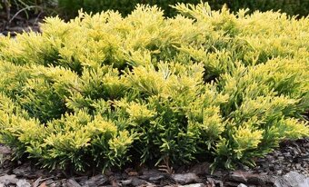 Predám prebytky rastlín borievka limelglow - 2