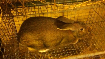 predám králiky - 2