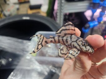 L 236 Creme - odchov - 2