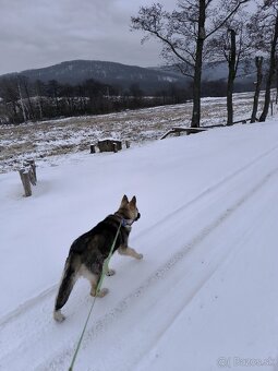 Nemecký ovčiak - 2