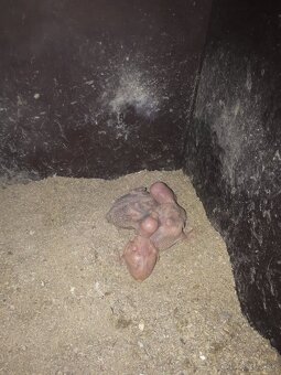 Alexander velky zeleny - 2