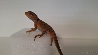 Agama bradatá - Red mláďata - 2