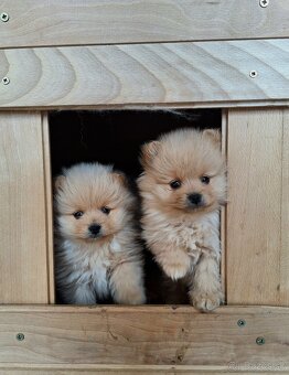 Pomeranian,pomerian špic - 2