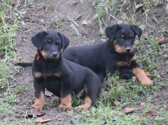 Beauceron s PP - 2