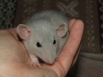 Dumbo, rex - mláďata potkánků s výpisem předků - 2