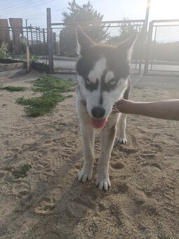 Sibírsky husky - 2