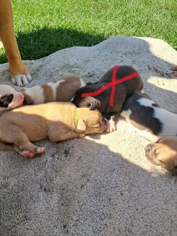 American Staffordshire terrier - 2