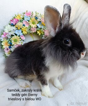 Zakrslý králik teddy gén s VP - samček WO - 2