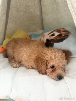 Pudel toy - 2