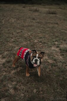 Anglicky buldog - 2