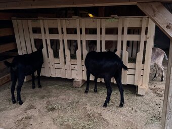 Krmelec,zásobník na seno pre kozy a ovce - 2