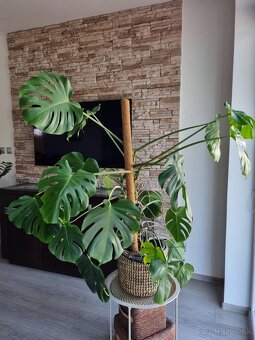 Monstera Deliciosa - 2