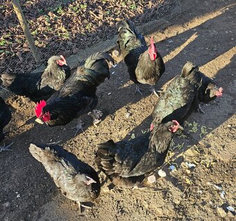Australorpka - 2