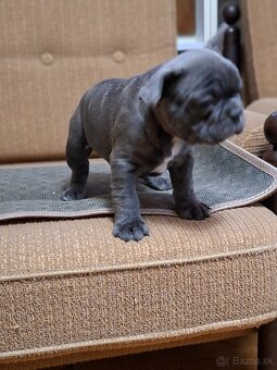 Francúzsky buldoček - 2