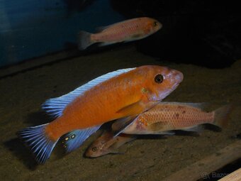 Africké cichlidy Malawi. - 2