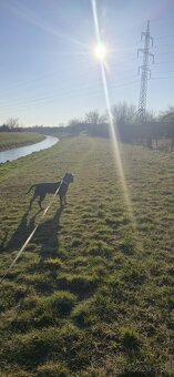 American bully xl - 2