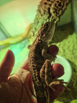 Agama trpaslíčia(Pogona Henrylawsoni) - 2