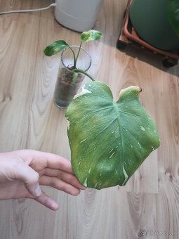 Odrezky monstera thai constellation - 2