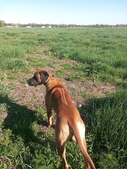 Rhodesian ridgeback - 2