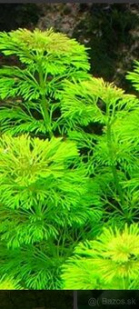 Akvariové rastlinky - 2