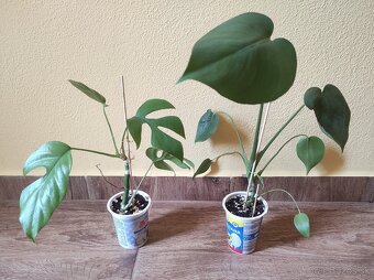 MONSTERA - 2
