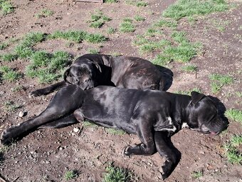 Cane Corso - 2